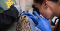 Owl gets 'second chance' at Southern Utah rehab center after falling into concrete mixer