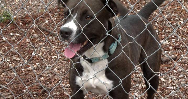 Foster families needed for annual CMHS Thanksgiving program