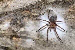 Arachnid super-web reveals the surprising ‘constant party’ life of cohabiting spiders