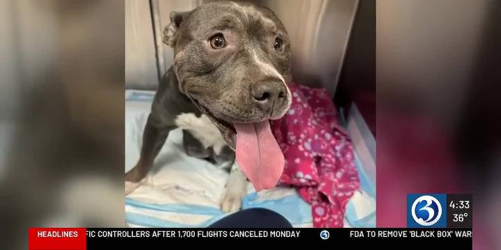 Waterbury police investigating after pregnant dog in labor tied to pole