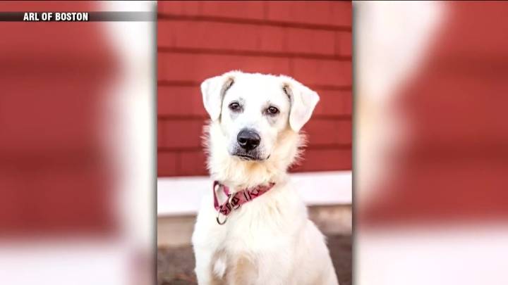 Deaf puppy learns hand signals at Animal Rescue League of Boston