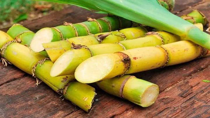 “Tuvimos una zafra récord, pero los precios del azúcar están iguales que hace dos años”