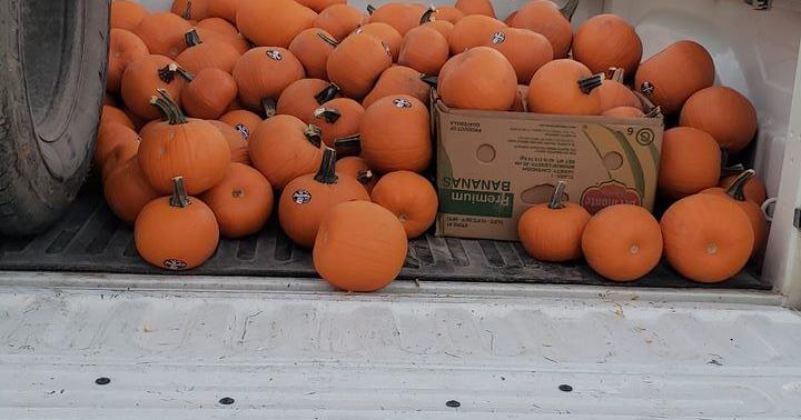 Local pig rescue accepting donations of leftover pumpkins