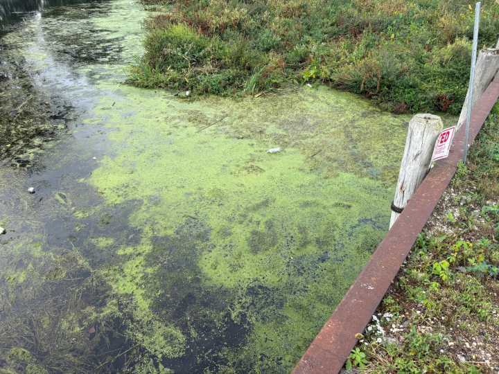 Muck runs amok in Lake St. Clair
