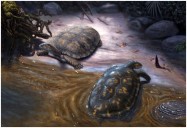 Nearly 13 million-year-old fossil named after Shakira ‘because they’re huge fans’