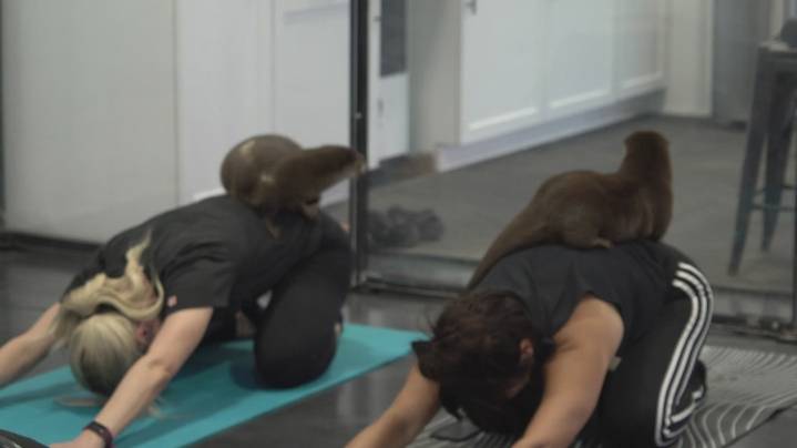 An 'otterly' good time: Ohio farm offers ‘world’s only’ yoga class where otters set the vibe