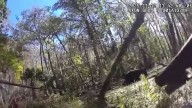 Watch: Volusia County deputies pursue armed man into swamp
