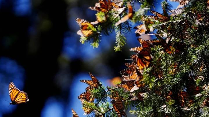 Como cada año, inicia la migración de la mariposa monarca a México