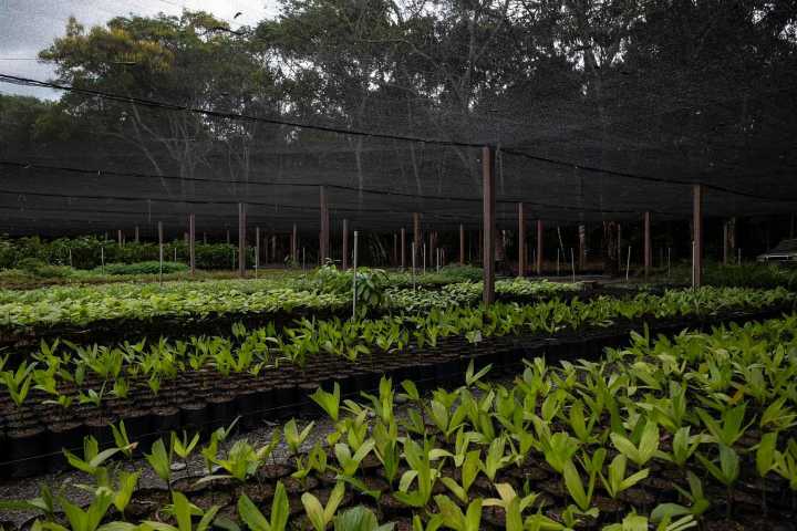 En 86% se redujo la deforestación en el departamento del Meta