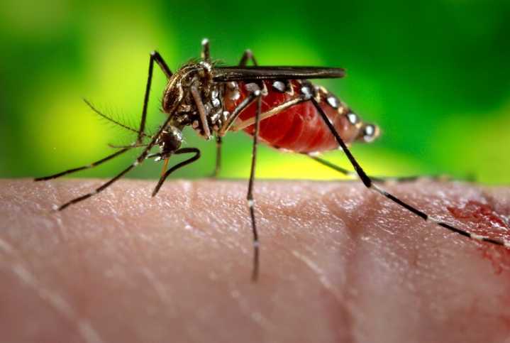 Ahmedabad reports over 250 dengue cases in October