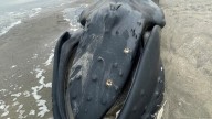 Humpback whale that washed ashore in Neskowin likely…