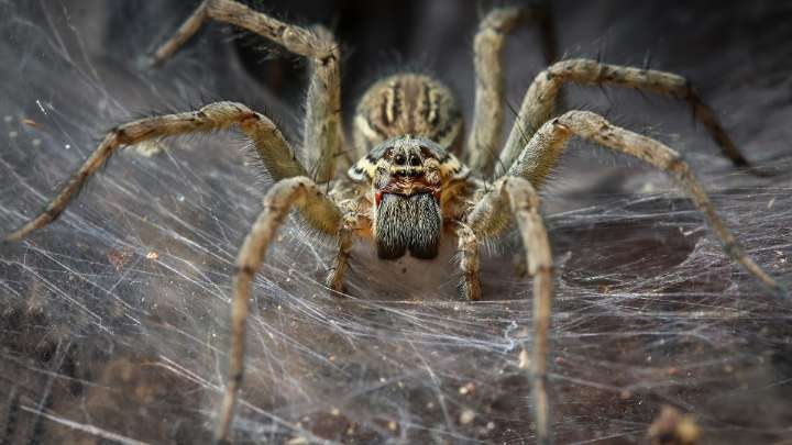 Arachnid Megacity Discovered in Cave May Be World's Largest Spider Web