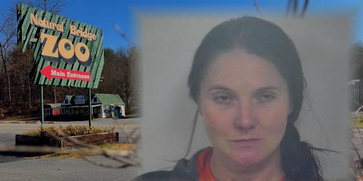 Search for missing baby giraffes continues as Natural Bridge Zoo co