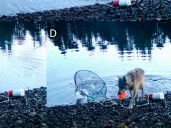 ¡Impresionante! Lobos utilizan trampas de cangrejos para alimentarse: primer registro de uso de herramientas