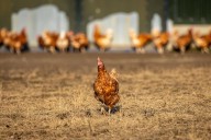 First human bird-flu death from H5N5 – what you need to know