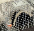 Live skunk nabbed at Hilo Harbor
