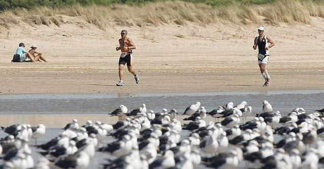 Cigüeñas y gaviotas llevan cientos de kilos de plástico desde los vertederos a la Bahía de Cádiz