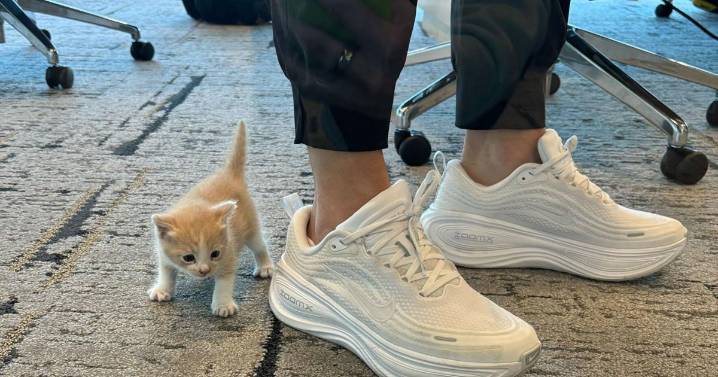 A mysterious meow from her car introduces Baylor coach Nicki Collen to a new family member