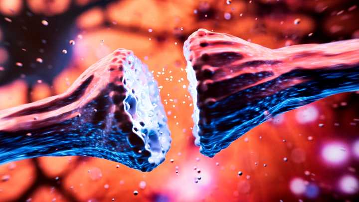 A Neuroscientist Reveals How Beauty Ideals Are Rewiring Your Brain