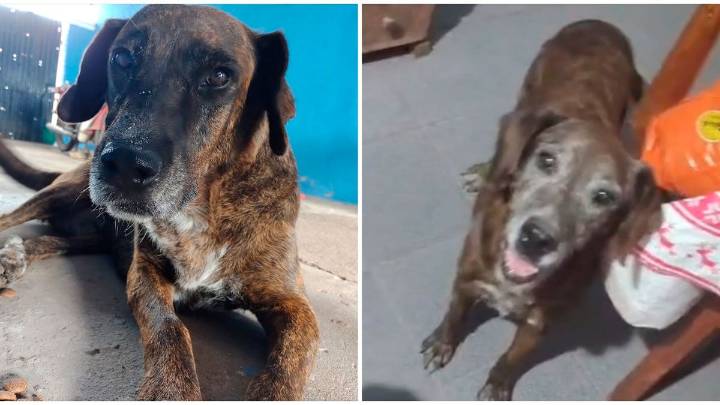 Familia desesperada pide ayuda para encontrar a Sultana en el barrio Siglo XXI