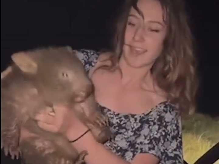 Wombat-stealing influencer arrested over hunting allegations