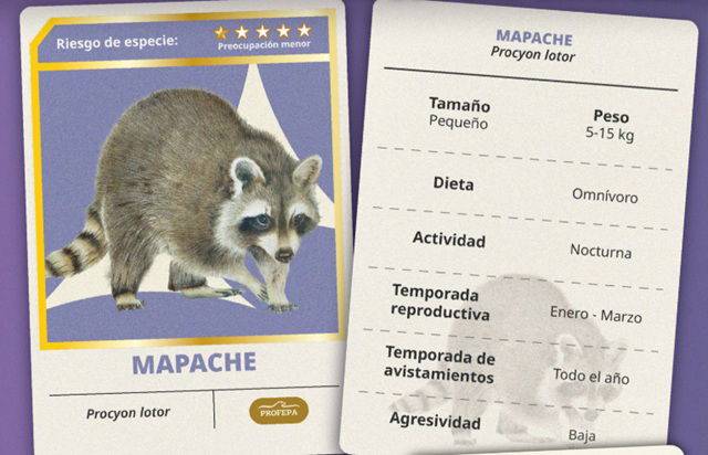 Profepa invita a convivir responsablemente con la fauna silvestre urbana