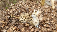 African cats escape storm-damaged pen in western Berks, wildlife center says