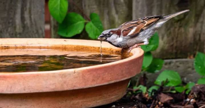 La mezcla perfecta para atraer pajaritos y embellecer tu jardín
