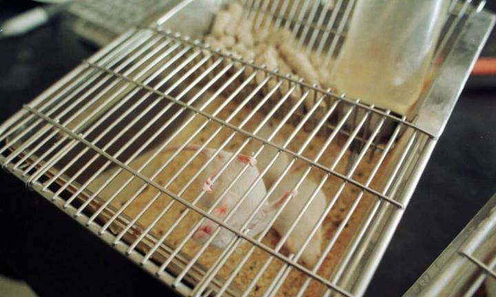 El Gobierno británico planea la eliminación gradual de los experimentos médicos con animales