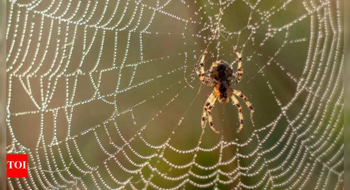 Why spiders eat their webs for survival and natural recycling