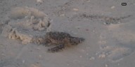 Sarasota County sees record-breaking number of sea turtle nests in 2025