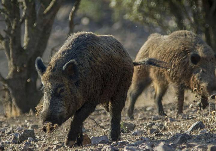 Peste porcina africana: ¿es contagiosa para las personas?