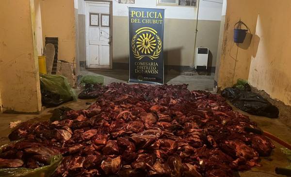 Decomisaron en Dolavon 800 kilos de carne de guanaco listos para la venta en Trelew