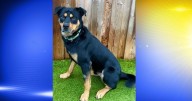 Pet of the Week: Law