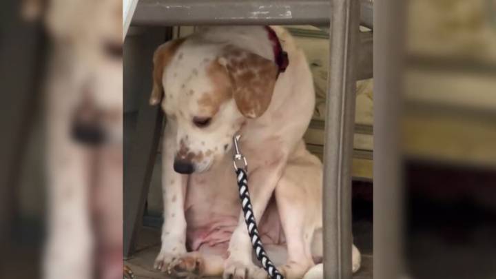 North Carolina Rescue Story Reveals How Patience And Love Can Heal A Broken Spirit