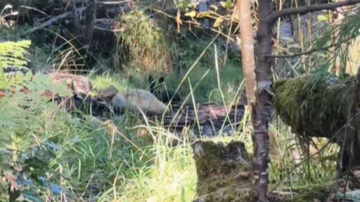 Oregon Hiker Stumbles Upon A Small Creature Staring And Decides To Risk All To Offer Aid