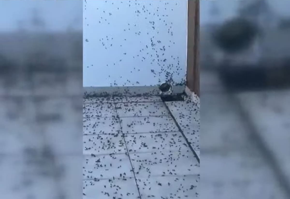 Cuál es la explicación de la invasión de hormigas voladoras en AMBA