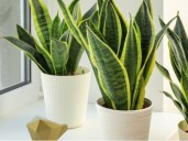 Las 5 mejores plantas para purificar el aire y dormir mejor: cómo cuidarlas y por qué las recomiendan