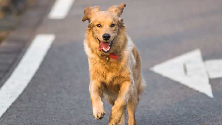 Bogotá crea la mesa distrital para prevenir el atropellamiento de más animales en las vías