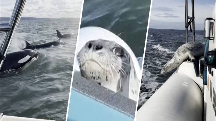 Seal escapes orca hunt by jumping onto photographer’s boat: Watch