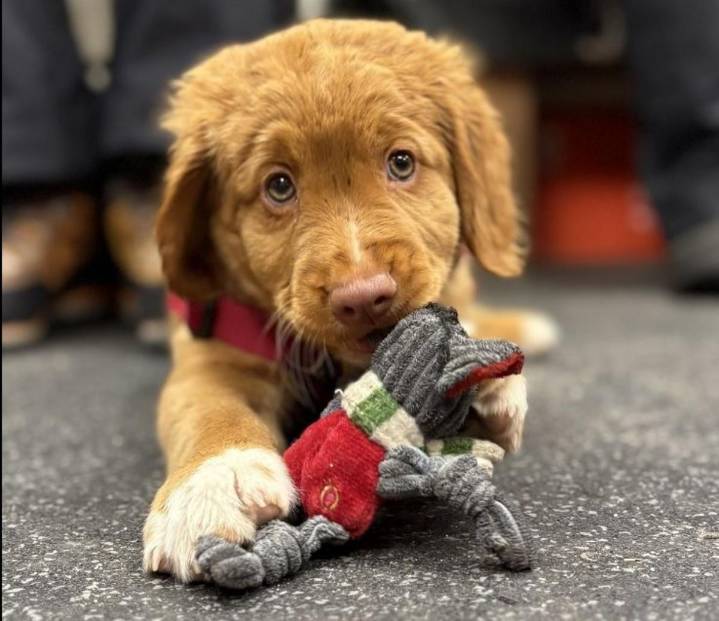 Meet Jazz! The Newest Member of the Stevens Pass Ski Patrol Team
