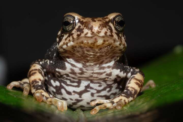Newly identified species of Tanzanian tree toad leapfrog the tadpole stage and give birth to toadlets