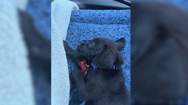 Washington Woman Discovers A Shocking Secret About Her Newly Adopted Labrador’s Breed