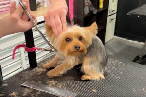 Get your dog trained or groomed at this Rigby business, and it will return a ‘Tailored Canine’