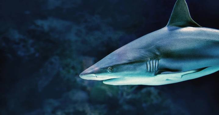 Ataque fatal de tiburón en Australia deja una turista muerta y un herido