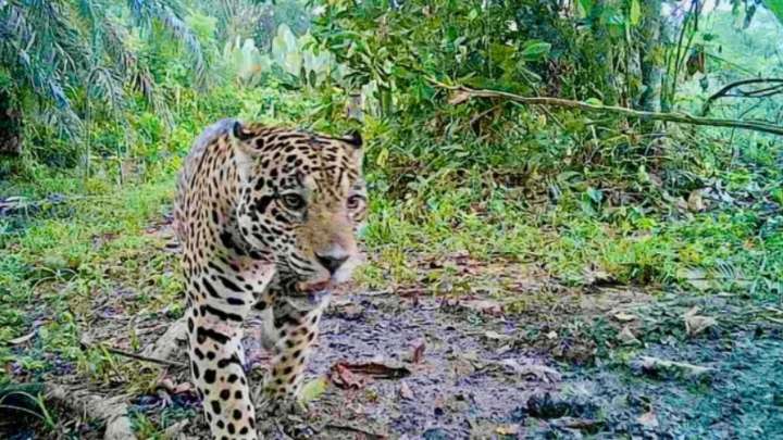 VIDEO | Pipatón, el rey jaguar, reaparece tras dos años de monitoreo en Barrancabermeja, Santander