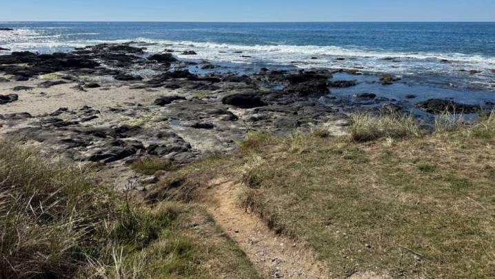 See photos of tiny sand dollars wash ashore in Yachats