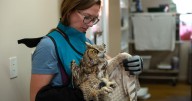 Owl partially covered in concrete is cleaned up and recovering after rescue in Utah