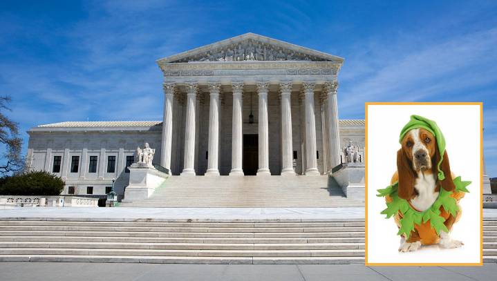 Supreme Court Rules Putting Halloween Costumes On Pets Constitutes Cruel And Unusual Punishment