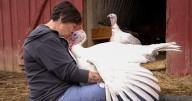 At this Tennessee farm, guests are gobbling up the chance to cuddle with turkeys